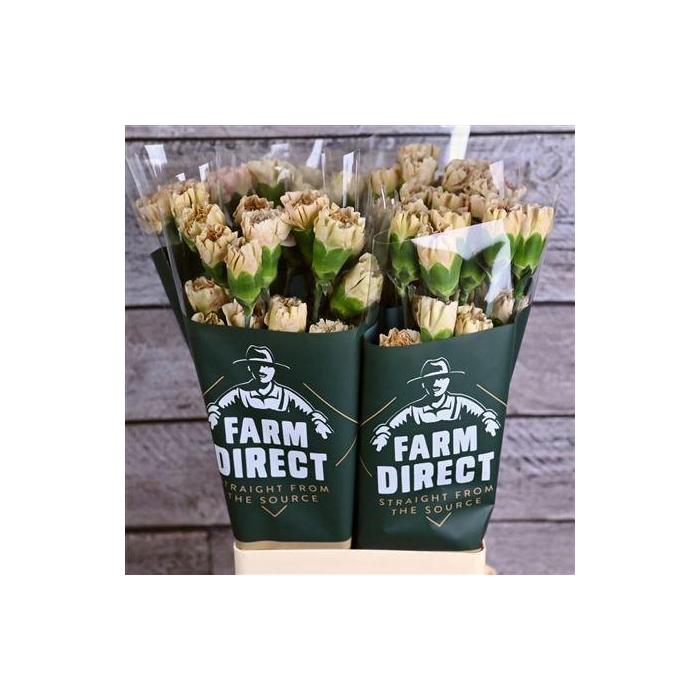 <h4>Di St Lege Marrone</h4>