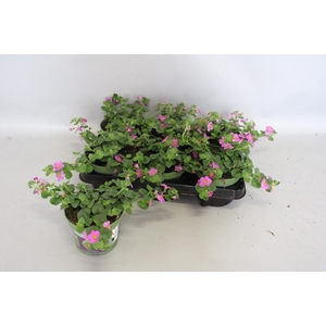 Bacopa Rose