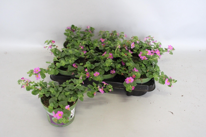 <h4>Bacopa Rose</h4>