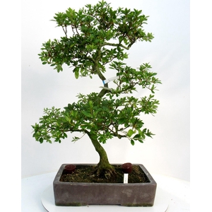 Rhododendron indicum ( 