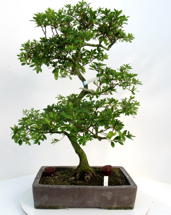 <h4>Rhododendron indicum ( "kozasa"), pot 37 cm. Height 75 cm. (single item)</h4>