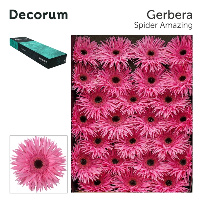 <h4>Gerbera Spider Amazing Doos</h4>