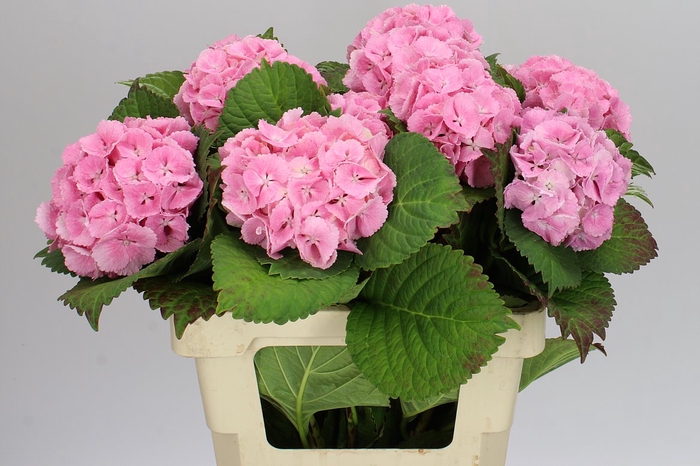 <h4>Hyd Lolly Pop Pink Pale</h4>