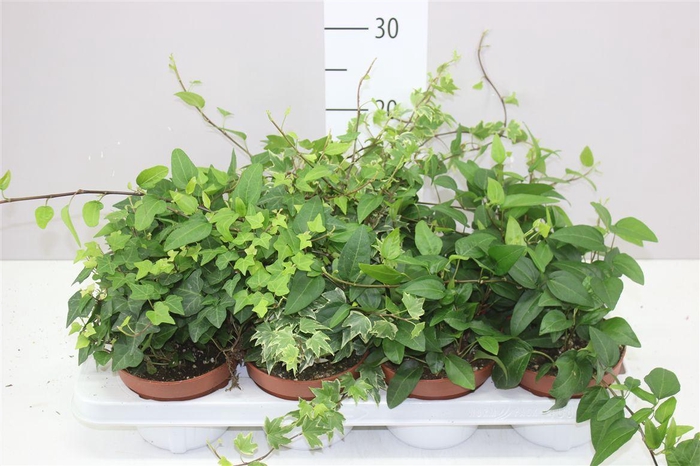 <h4>Hedera He Gemengd</h4>