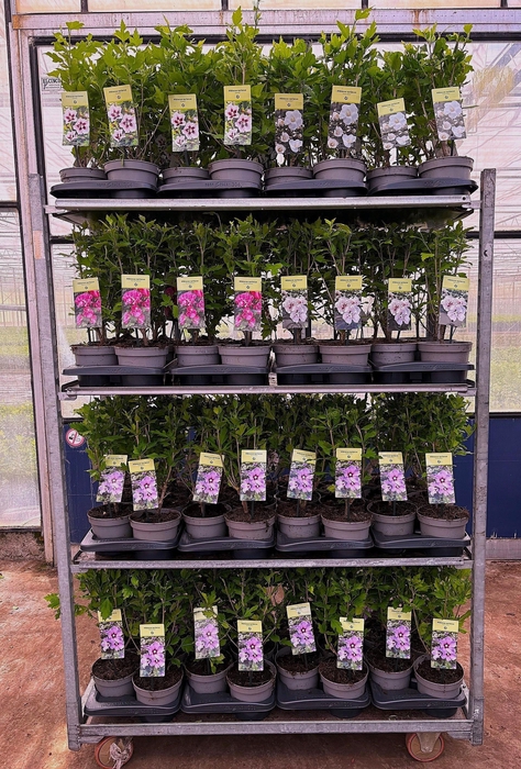 <h4>HIBIS SYRIACUS</h4>