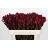 Leucadendron Saf Sunset Dark R.