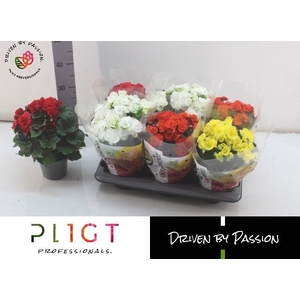 BEGONIA MIX P14