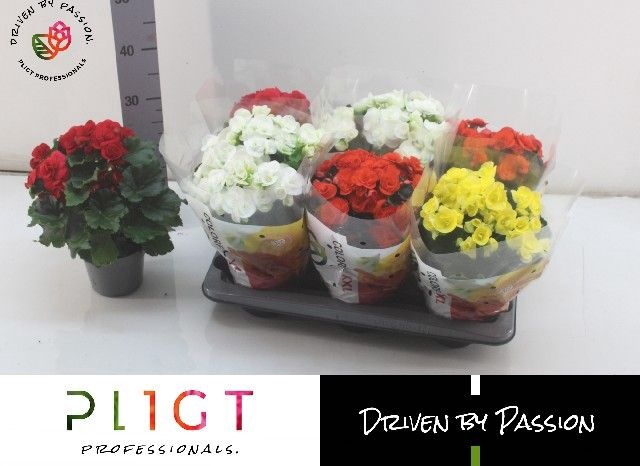 <h4>BEGONIA MIX P14</h4>