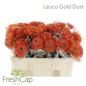 Leuco Gold Dust