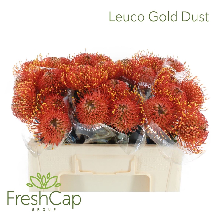 Leuco Gold Dust