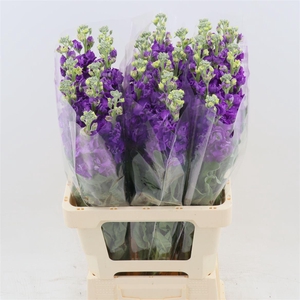 Matthiola Iron Purple | Extra