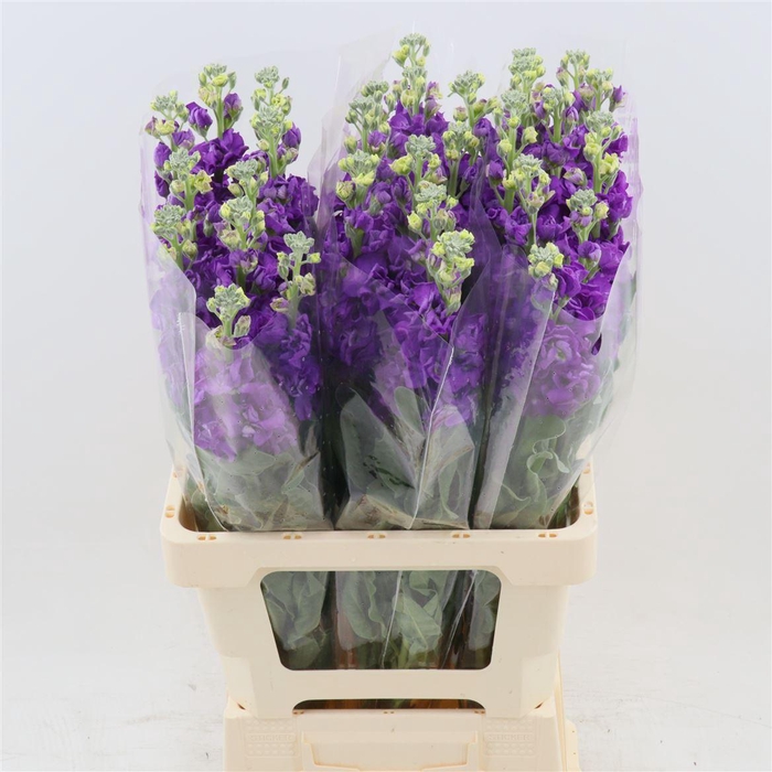 <h4>Matthiola Iron Purple | Extra</h4>