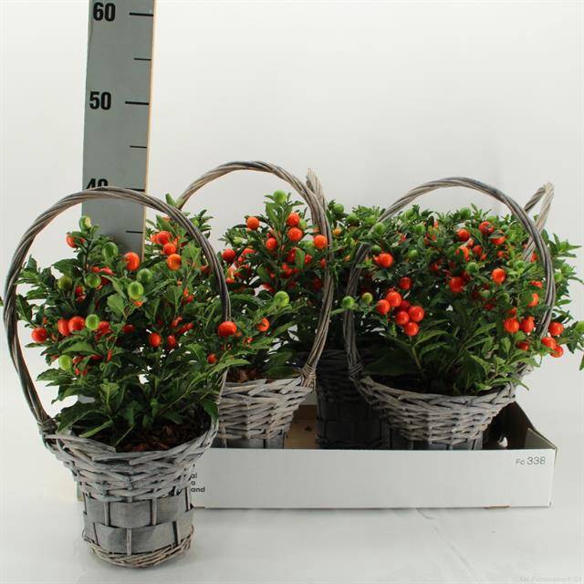 <h4>ARR TUINPLANTEN</h4>