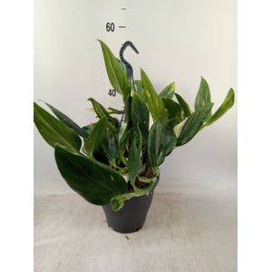 Philodendron  'Cobra'