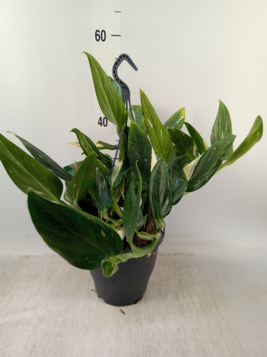 <h4>Philodendron  'Cobra'</h4>