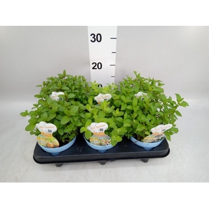 Mentha spicata