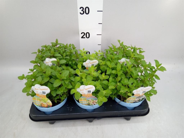 <h4>Mentha spicata</h4>
