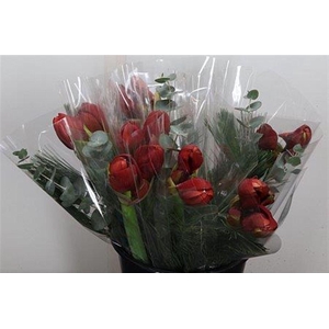 Hipp Mono Kief Euca Rood