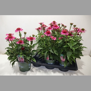 Echina Sensation Pink