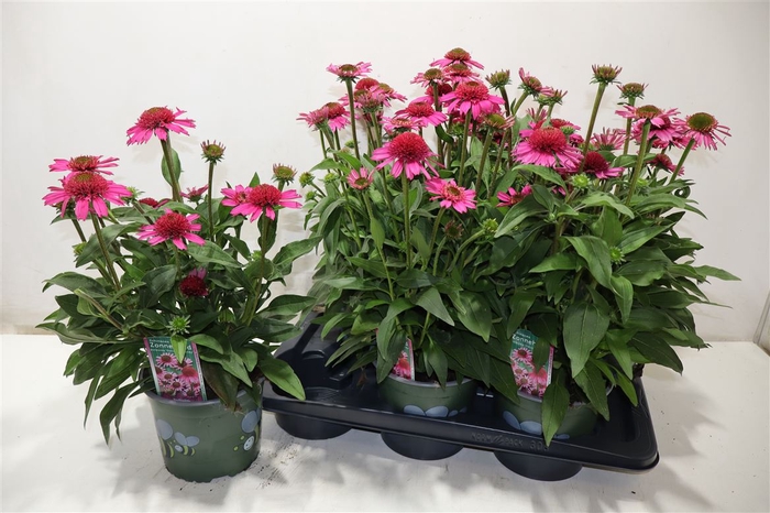 <h4>Echina Sensation Pink</h4>