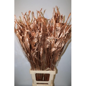 Dried Strelitziablad Koper P Stem