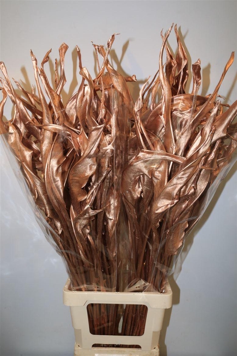 <h4>Dried Strelitziablad Koper P Stem</h4>