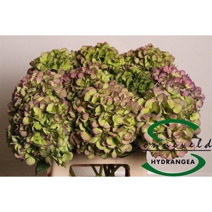 Hydr M Ch Vere Bl Cl