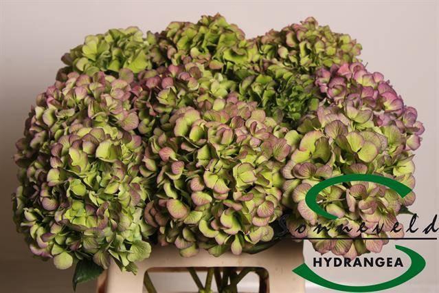 <h4>Hydr M Ch Vere Bl Cl</h4>