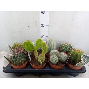 Cactus   ...mix