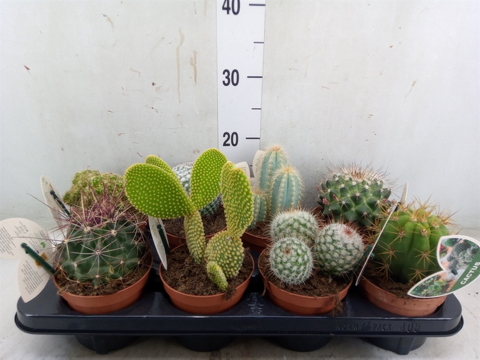 <h4>Cactus   ...mix</h4>