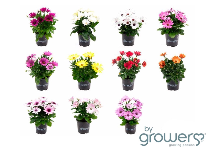 <h4>OSTEOSPERMUM ECKLONIS P11.5</h4>