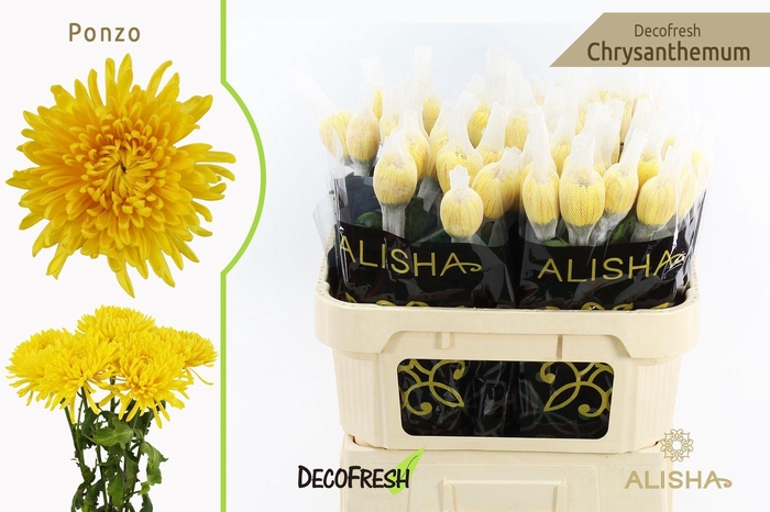 <h4>Chr G Ponzo</h4>