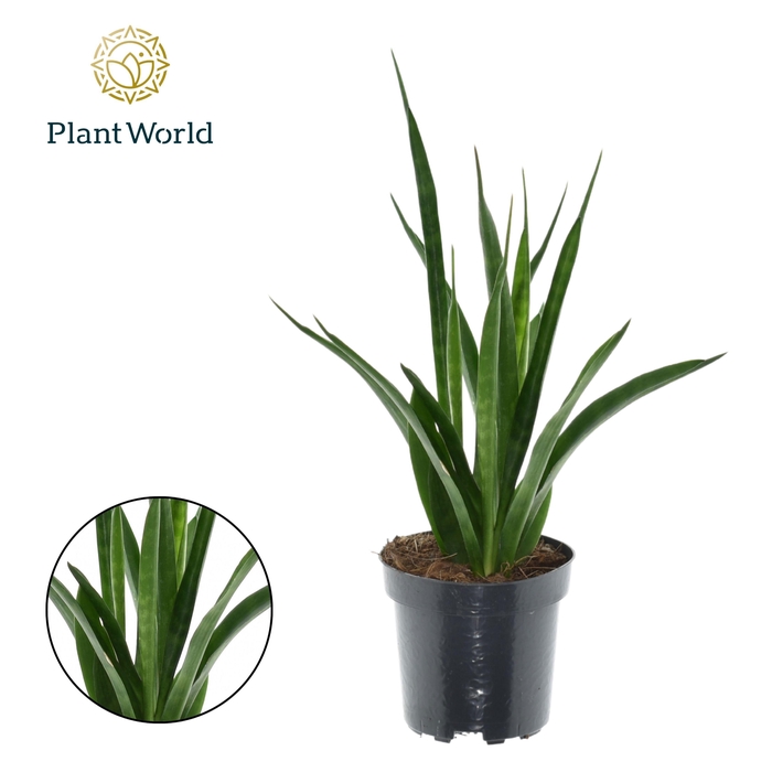 <h4>Sansevieria kirkii 'Friends'</h4>