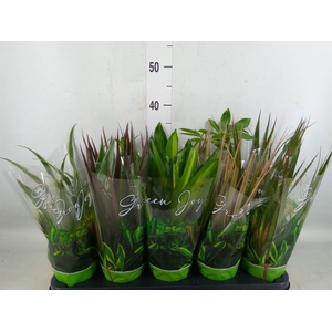 Planten Groen   ...mix  6