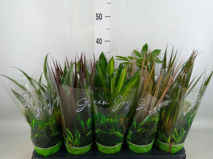 <h4>Planten Groen   ...mix  6</h4>