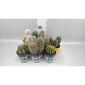Cactus   ...