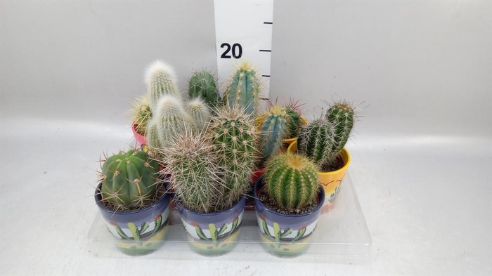 <h4>Cactus   ...</h4>