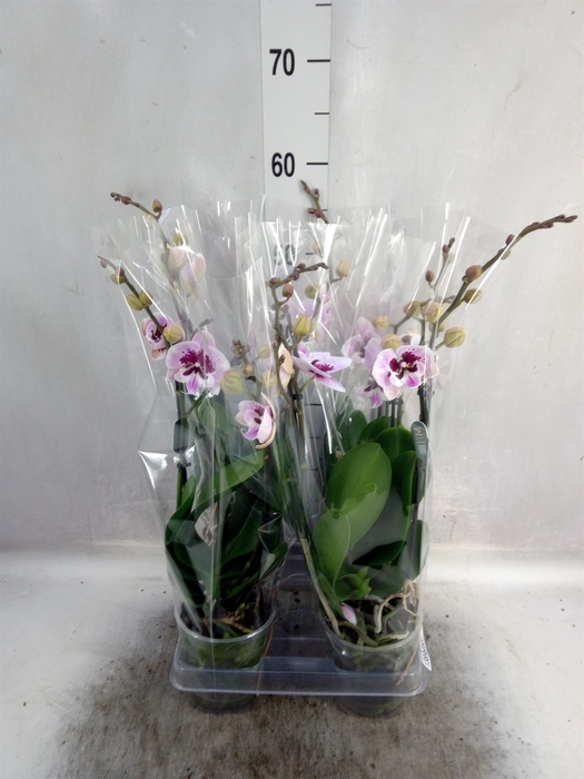 <h4>Phalaenopsis  'Rembrandt'</h4>