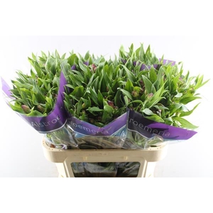 Alstr Casanova (cerise)