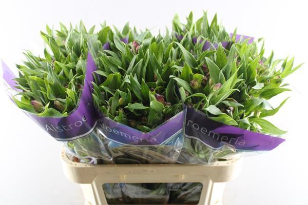 <h4>Alstr Casanova (cerise)</h4>