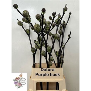 Datura Metel