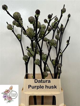 <h4>Datura Metel</h4>
