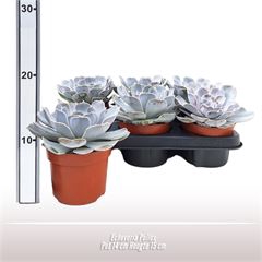 <h4>Echeveria Pollux</h4>