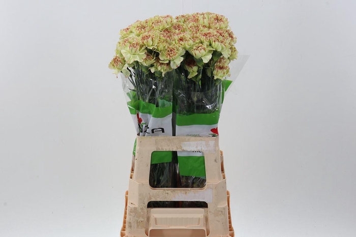 <h4>Di St Artemis</h4>