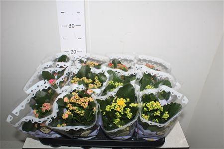 <h4>Kal Ge Gem 5 Kl</h4>