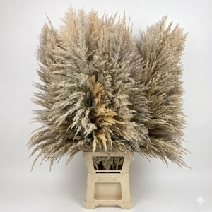 Dried Cortaderia Sacuara Natural