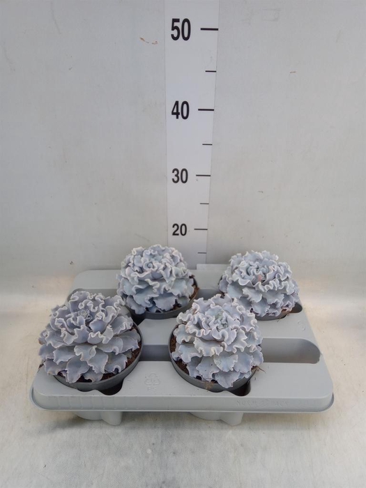 <h4>Echeveria   ...</h4>