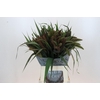 Setaria Italica Red Jewel