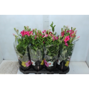 MANDEVILLA ROSE QUEEN P14 PREMIUM