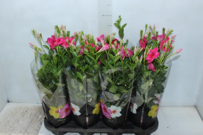 <h4>MANDEVILLA ROSE QUEEN P14 PREMIUM</h4>